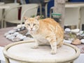 Cat chilling out Royalty Free Stock Photo