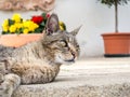 Cat chills in the sun