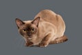Cat. Chocolate Burmese cat of gray background