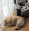 A cat and a chow-chow dog sleeping