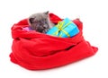 Cat and Christmas bag with gifts Royalty Free Stock Photo