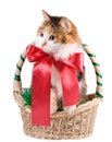 Cat in a Christmas Basket Royalty Free Stock Photo