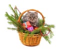 Cat in a Christmas basket Royalty Free Stock Photo