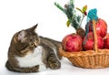 Cat and Christmas basket of pomegranate Royalty Free Stock Photo