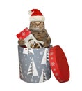 Cat with Christmas boot in box 2
