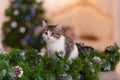 Cat and Christmas decorations