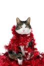 Cat with Christmas garlands