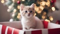 cat and christmas gift An adorable kitten with a snowy white coat, playing peek a boo from inside a festive Christmas gift Royalty Free Stock Photo