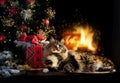 Mačka vianočný darček strom 