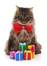 Cat with Christmas gifts. Royalty Free Stock Photo