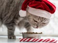 Cat in a christmas hat near a new year cane eating on a perfect gray background