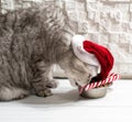 Cat in a christmas hat near a new year cane eating on a perfect gray background