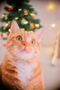 Cute ginger cat looking straight ahead with christmas tree and heart shaped lights in the background