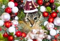 Cat with Christmas ornaments frame, festive seasonal decorative photo of a pet