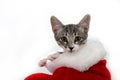 Cat in a Christmas stocking Royalty Free Stock Photo