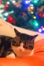 Cat and Christmas Tree Royalty Free Stock Photo
