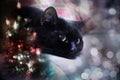 cat with Christmas tree and decorations Royalty Free Stock Photo