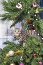 Cat on Christmas tree New Year tree. Naughty cute kitten.