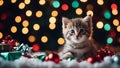 cat and christmas tree A playful kitten , tangled in a string of colorful Christmas lights, Royalty Free Stock Photo