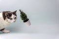 Cat and Christmas tree spruce tree on a blue background. Pets and plants. Minimal creative concept Royalty Free Stock Photo