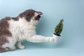 Cat and Christmas tree spruce tree on a blue background. Pets and plants. Minimal creative concept Royalty Free Stock Photo