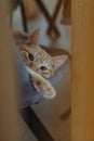 Cat citten redcat little pet beautiful Royalty Free Stock Photo