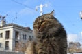 Cat in the city center