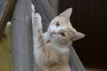 Cat claws scratching on the board. Ginger cat sharpens its claws