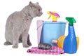 Cat with cleaning agents Royalty Free Stock Photo