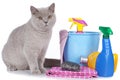 Cat with cleaning agents Royalty Free Stock Photo