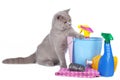 Cat with cleaning agents Royalty Free Stock Photo