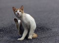 A cat cleaning its fur using its leg Royalty Free Stock Photo