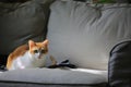 Cat cleaning itself and sit on the sofa like human Royalty Free Stock Photo
