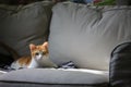 Cat cleaning itself and sit on the sofa like human Royalty Free Stock Photo