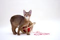 Cat with clew and basket Royalty Free Stock Photo