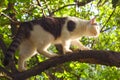 Cat climb apple tree Royalty Free Stock Photo