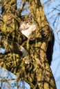 Cat climbed in sunny tree - domestic cat