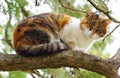 Cat climbed on a tree