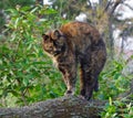 Cat climbed on a tree