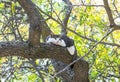 Cat climbed on a tree