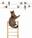 Cat on a ladder near the birds