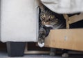 Cat climbing out from under a couch Royalty Free Stock Photo