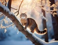 A cat climbing the thin branches of a frozen tree in a snowy forest landscape Royalty Free Stock Photo