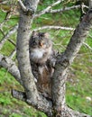 Cat climbing tree Royalty Free Stock Photo