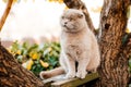 cat climbing a tree and comes down from the tree. Cat on the tree on a natural background. Royalty Free Stock Photo