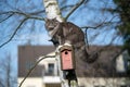 cat climbing on tree sitting on birdhouse