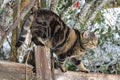 cat climbs cleverly on a fence Royalty Free Stock Photo