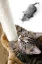 Cat climbs scratcher. Royalty Free Stock Photo