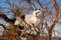 Cat climbs up a tree Royalty Free Stock Photo