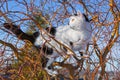 Cat climbs up a tree Royalty Free Stock Photo